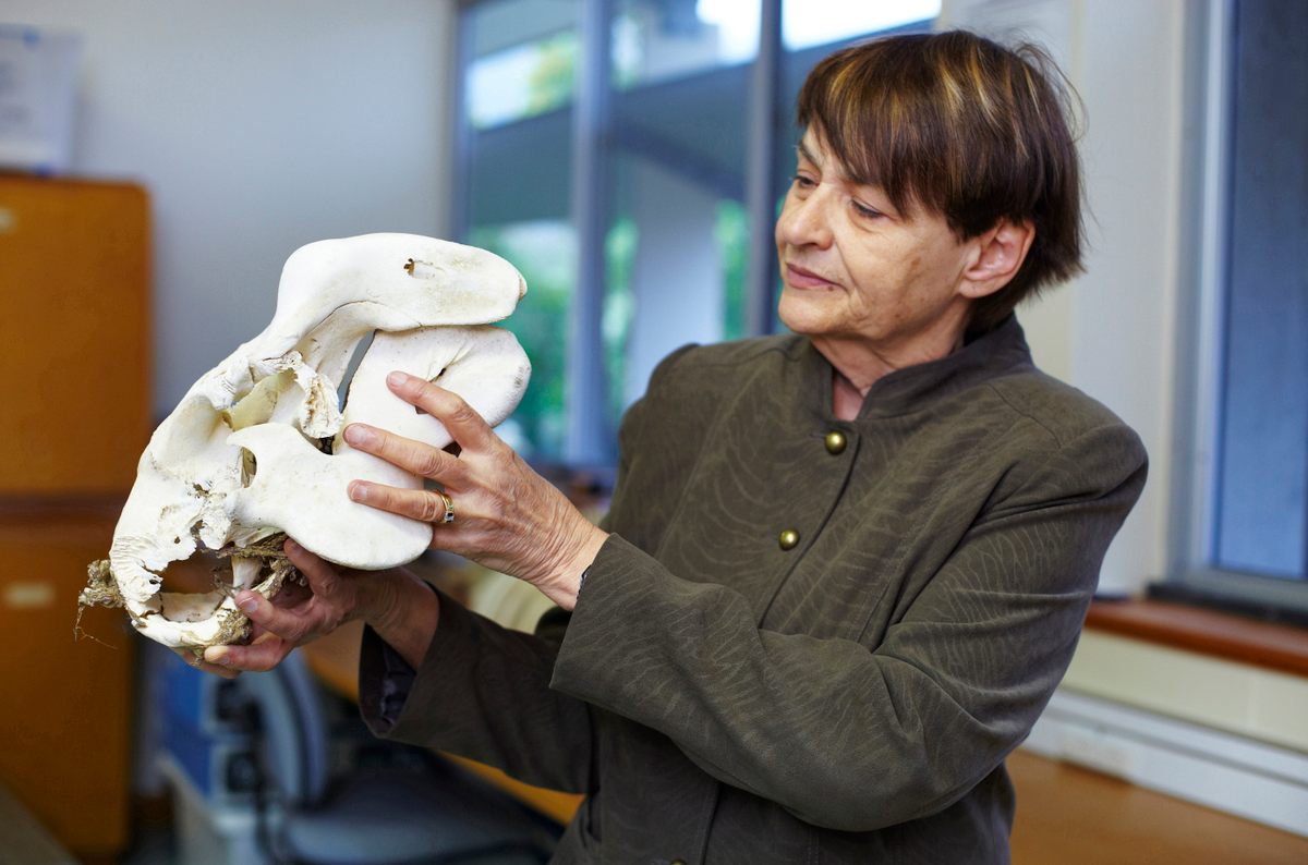 Helene Marsh has received international acclaim for her achievements in marine conservation and dugong research, but considers her paper on whale ovaries among her most interesting work.