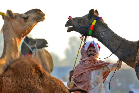 An Indian trader at the Pushkar Camel Fair 2018.