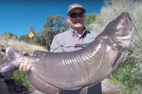 Record-breaker or not, that's a big fish.
