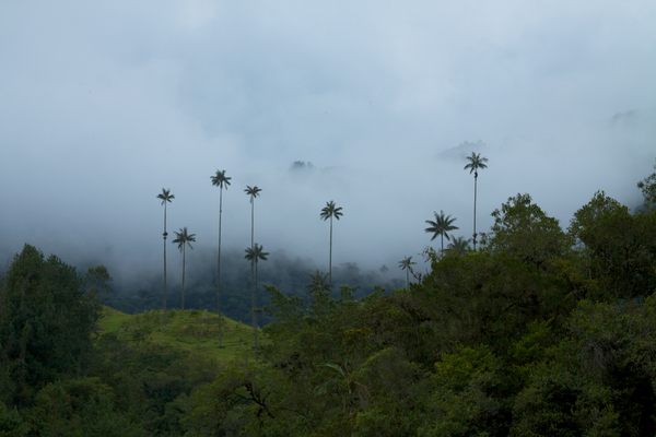 The wax palms poking through low-lying clouds.