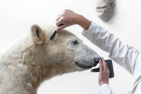 Immortalized in Taxidermy, Berlin's Favorite Polar Bear Knut Returns