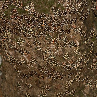Butterflies swarm Petaloudes Valley