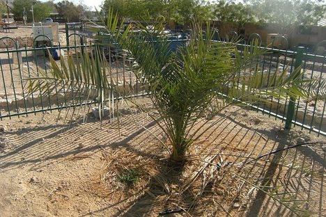 Judean date palm in 2012. 