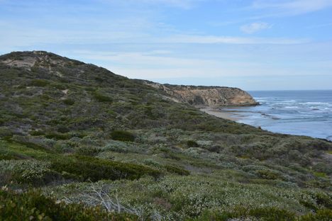 Cheviot Beach