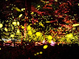 Prepare for one of nature’s most dazzling displays.