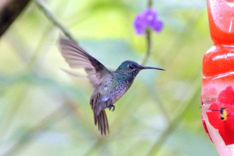 bird