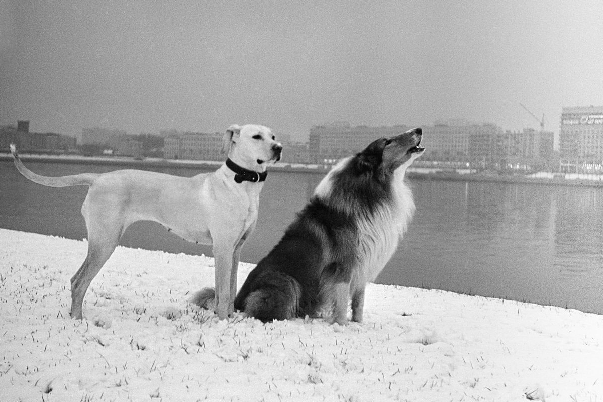 <em>Leningrad</em>, 1977.