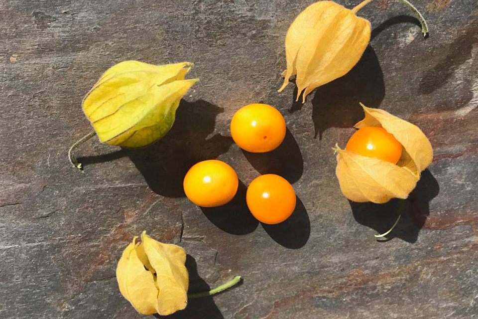 A relative of the tomato, Peruvian ground cherries were first developed by the Inca.