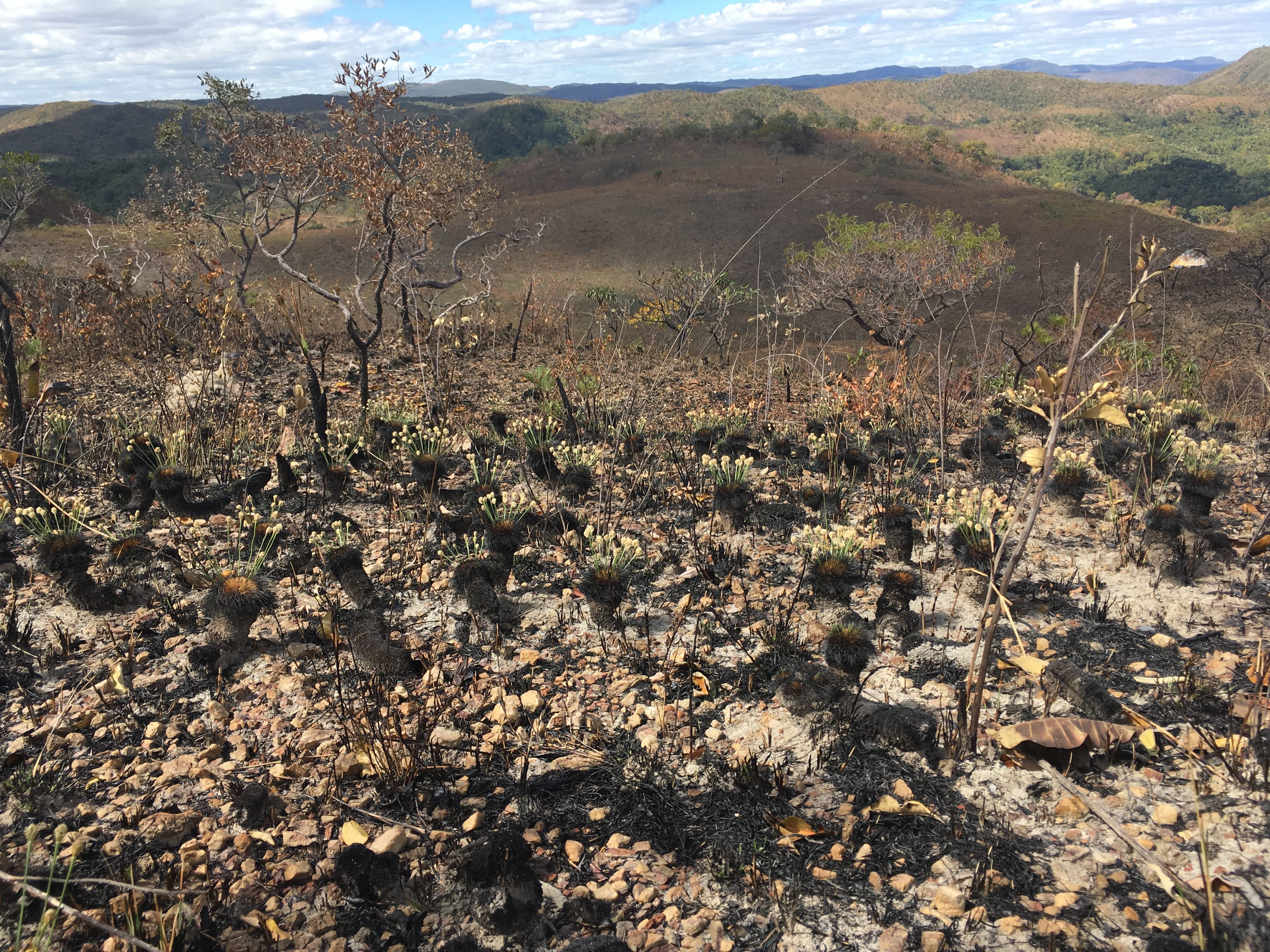 The Cerrado after a wildfire, with the grass-like sedges already emerging.