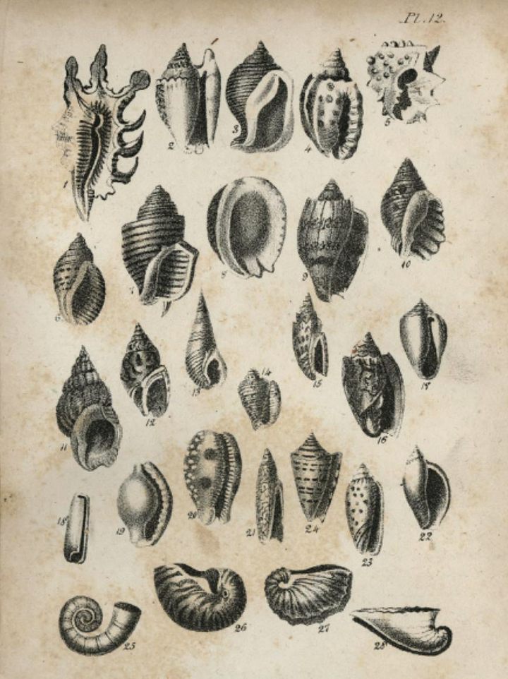 Selection of sea shells print by Science Photo Library