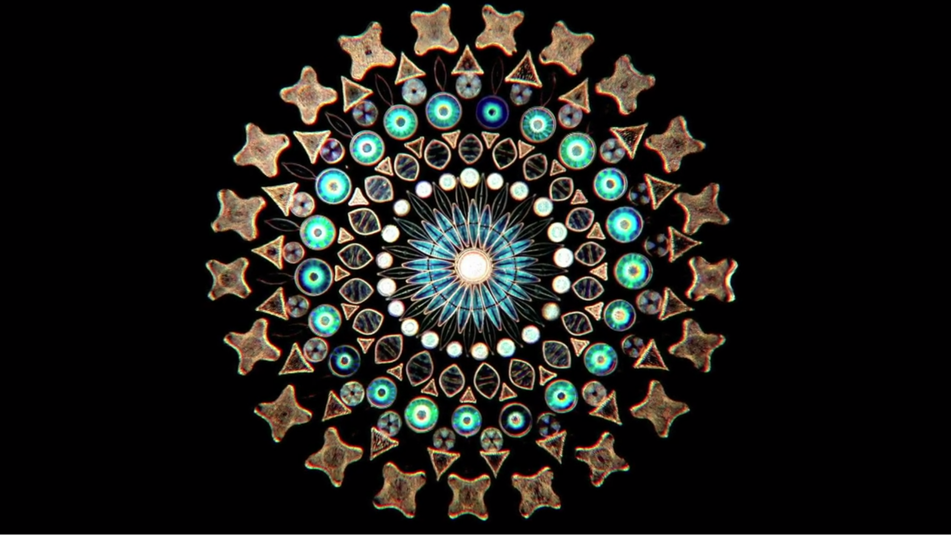 Diatoms make for lovely little kaleidoscopes.