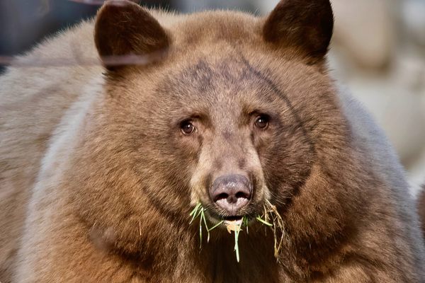 While they are technically American black bears (Ursus americanus), many of the bears around Mammoth Lakes have brown, blond, or even ginger fur.