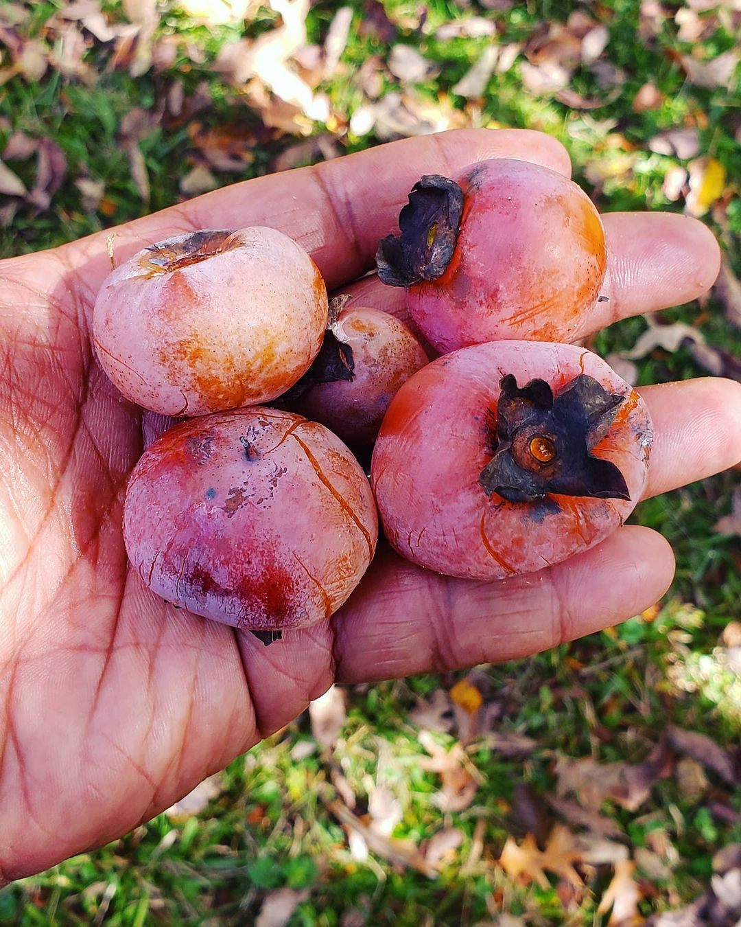 Twitty's handful of picked persimmons in North Carolina.