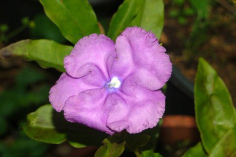 The beautiful Brunfelsia grandiflora flower.
