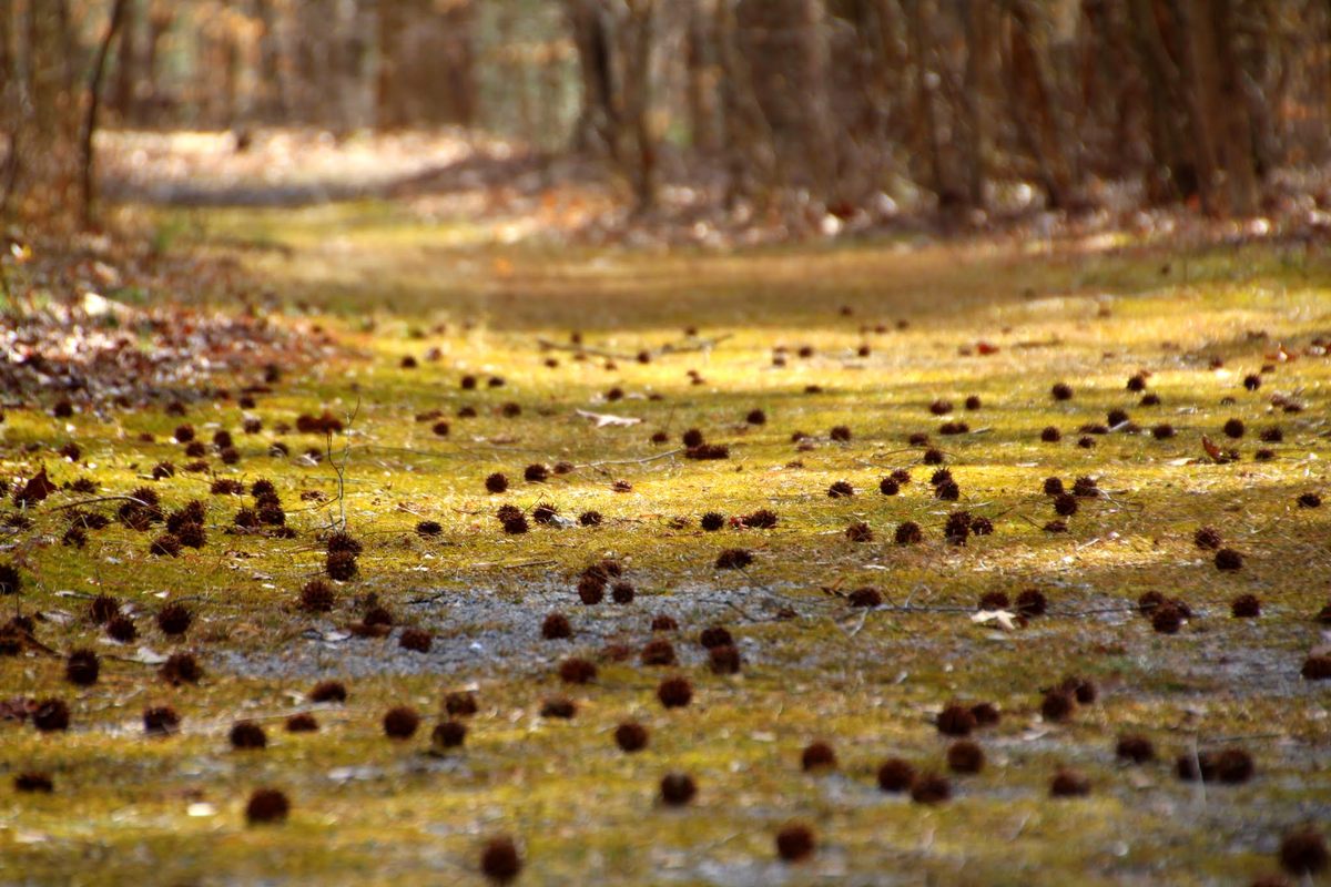 Travelers on the Underground Railroad foraged for food in forests like this one, at Maryland's Adkins Arboretum.