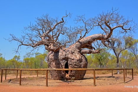 Prison Boab Tree near Derby.