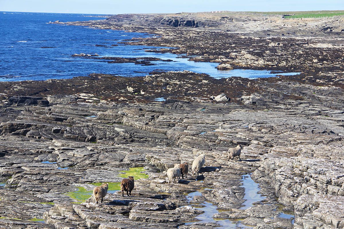 North Ronaldsay sheep are known for their thick woolly fleeces, which come in a variety of colors.