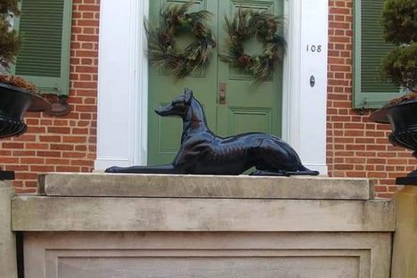 Guess the Greyhound