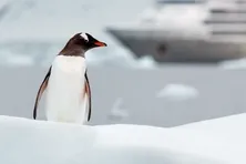 Spot Gentoos and other species of penguins waddling, swimming, and diving from icebergs.