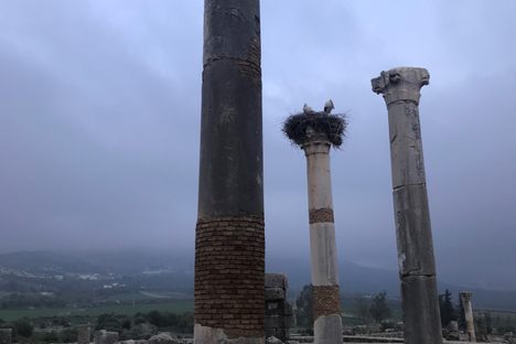 Volubilis