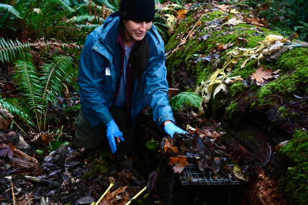 Holly Horan, who also works for the Hoopa Valley Tribe, resets a fisher trap. The tribe maintains some of the longest documentation of fishers in North America.
