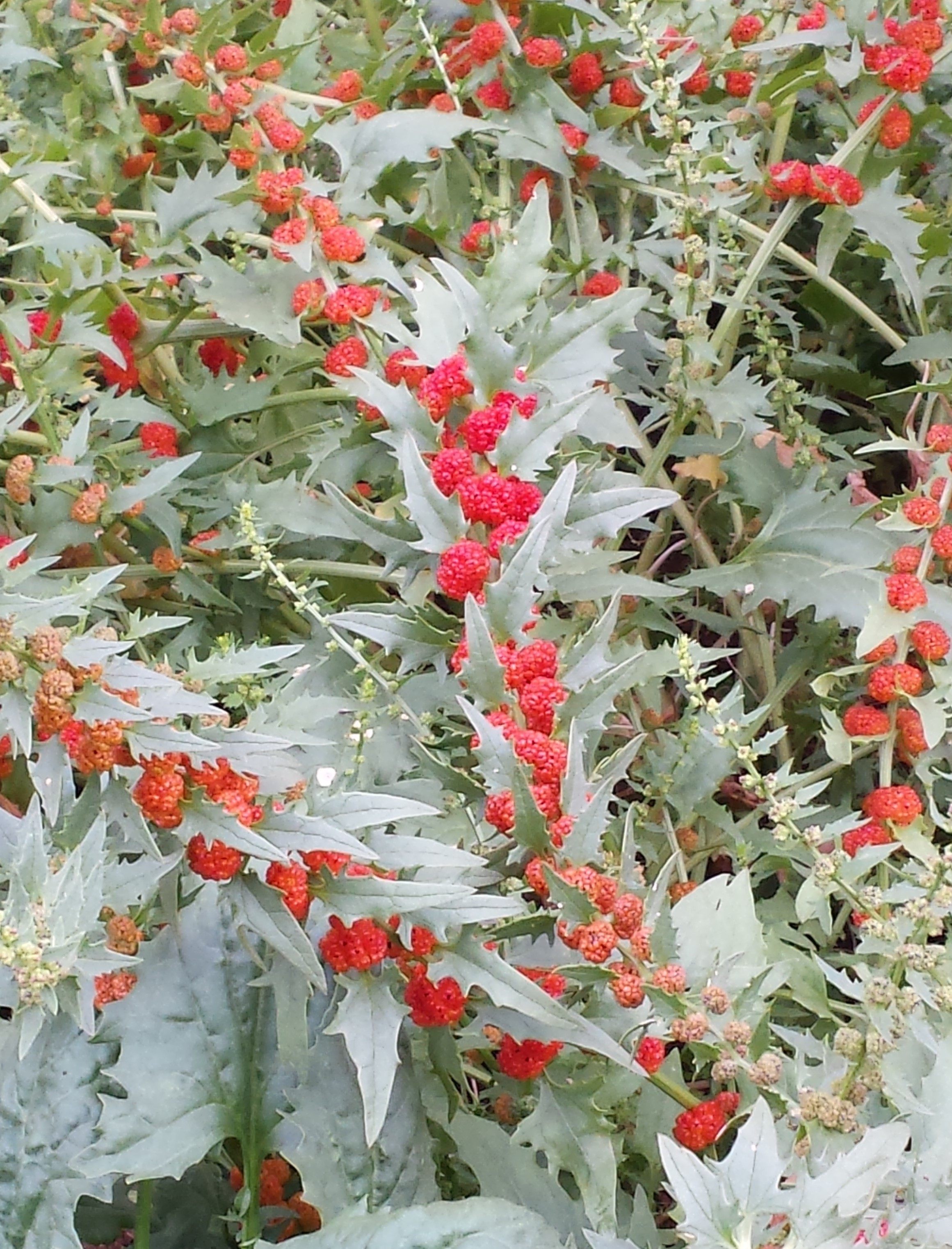 Native American communities used strawberry spinach's edible red fruits to make dye.