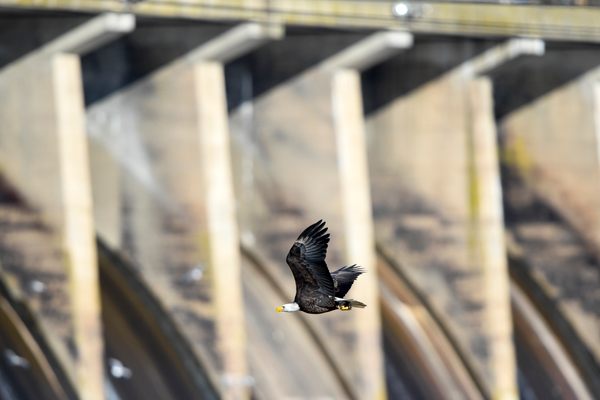 A bald eagle flies in front of the dam.