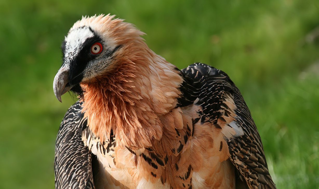 The Struggle to Revitalize the World's Vulture Populations - Atlas ...