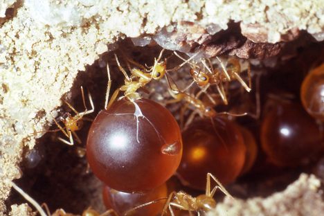 Honeypot ants feed on sweet nectar and death.