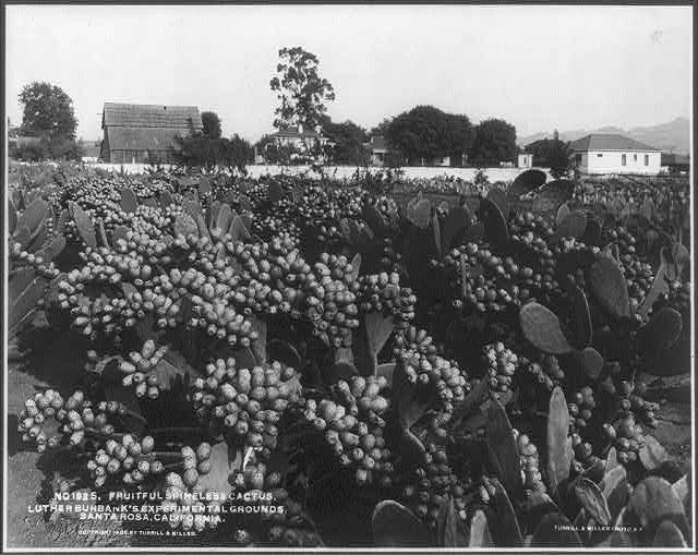 One of Burbank's massive cacti plots.