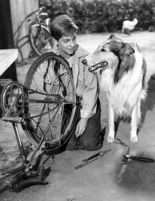 A 1956 photo of Lassie, prolific PATSY Award winner (Source: Wikimedia Commons/Public Domain)