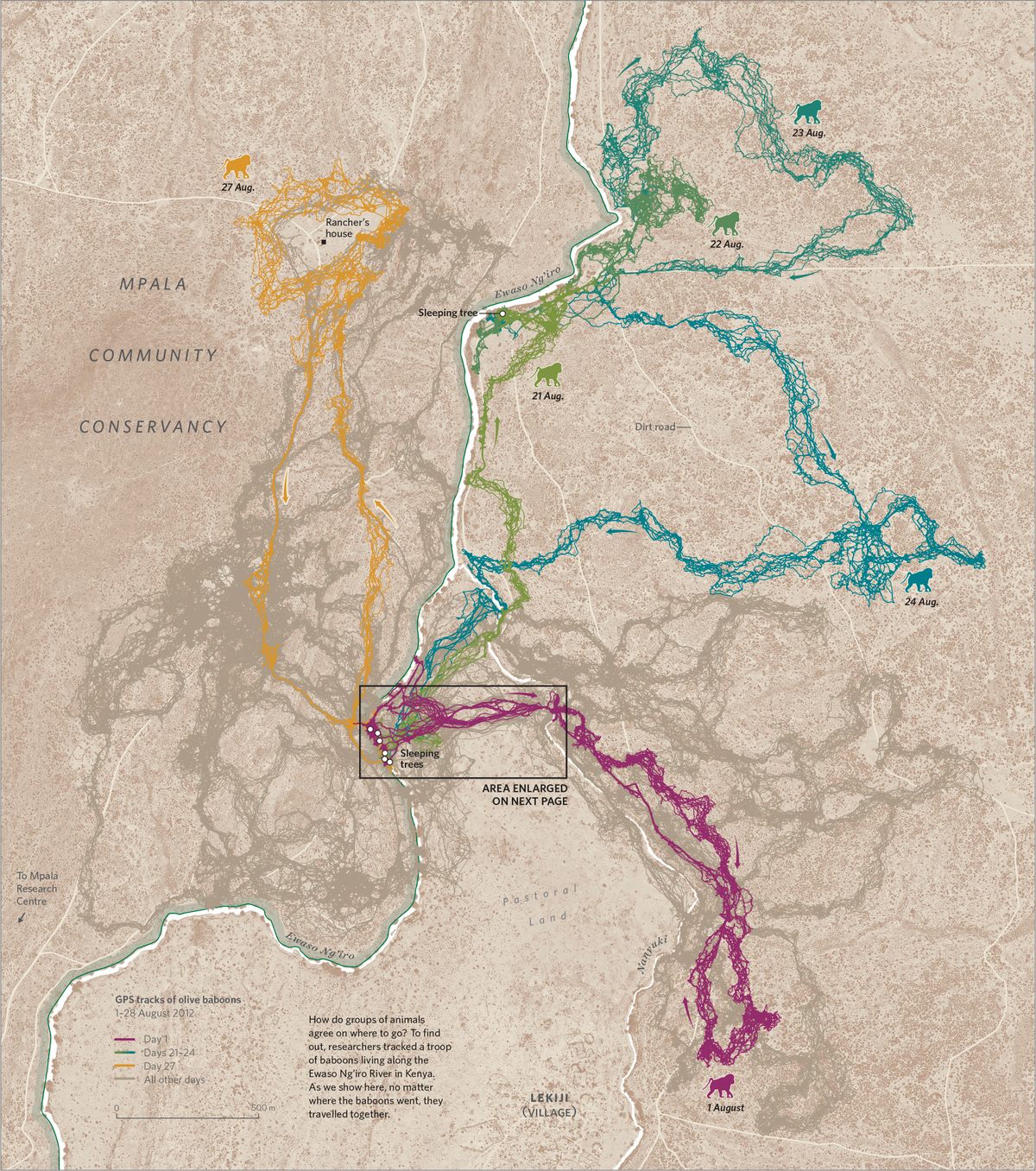 A map of baboon movements, focusing on 28 days in August 2012.