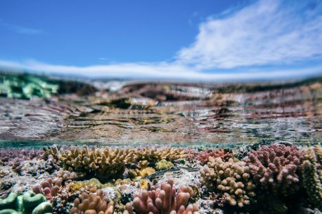 Heron Island is a good place to look at (and smell) coral. 
