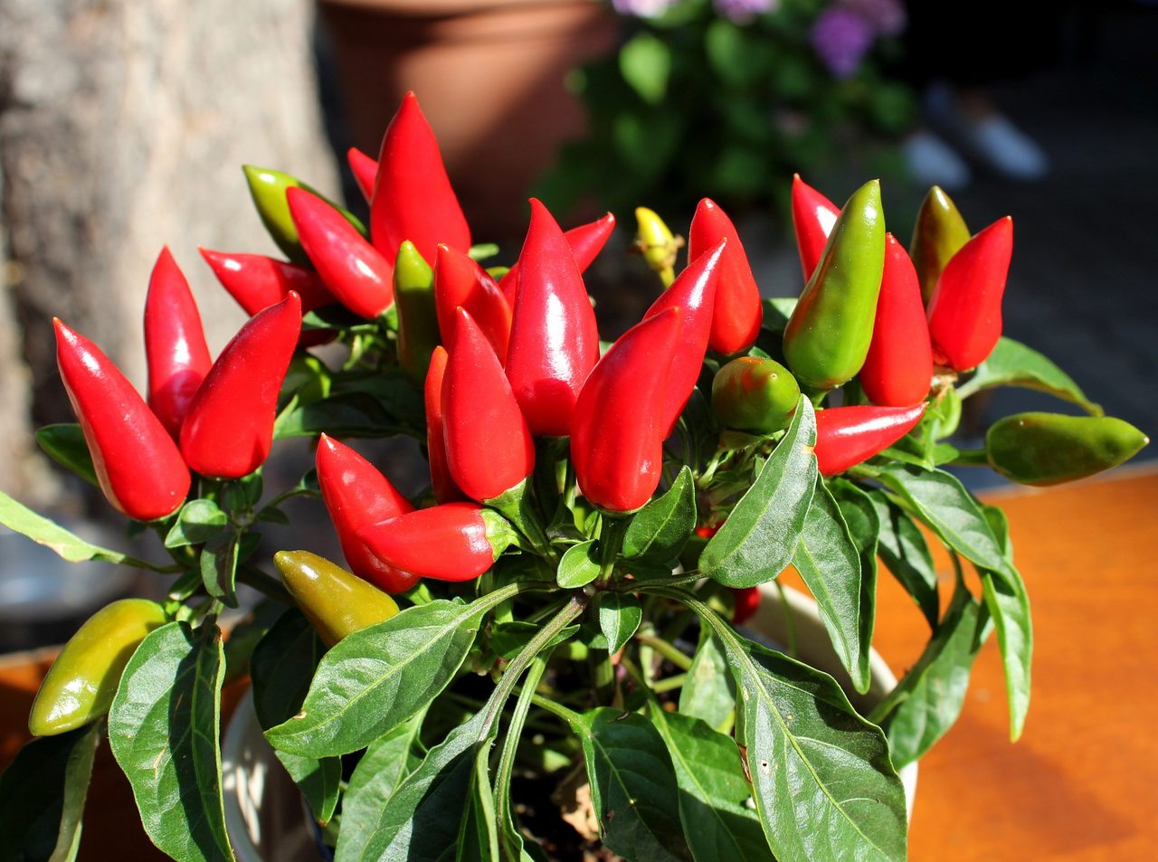 Pepper plants made for a hotter holiday.