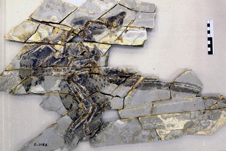 The <i>Anchiornis</i> specimen evaluated in the new study.