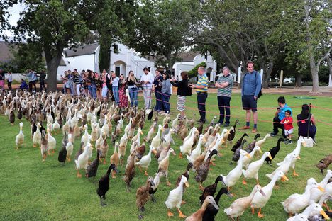 Ducks on the move.