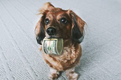 An Adorable Dachshund is Fighting for Her Inheritance