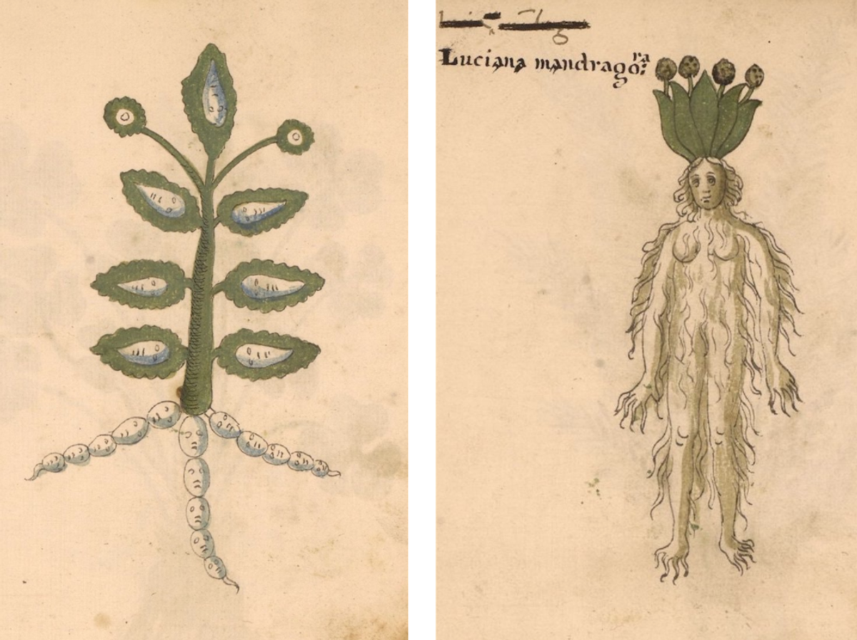A plant of many faces (left), and a very hairy mandrake.