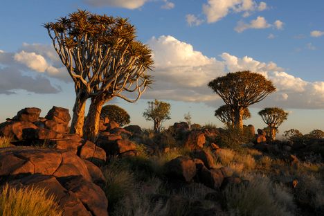 The nearby Quiver Tree Forest.