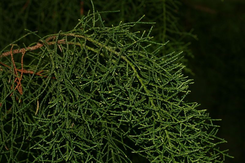 A specimen of Huon pine from a botanical garden.