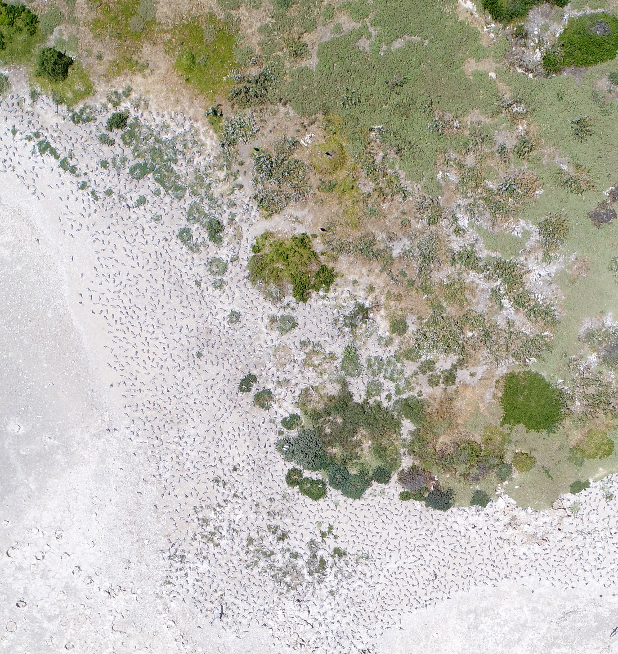 An aerial view of a real crested tern colony.