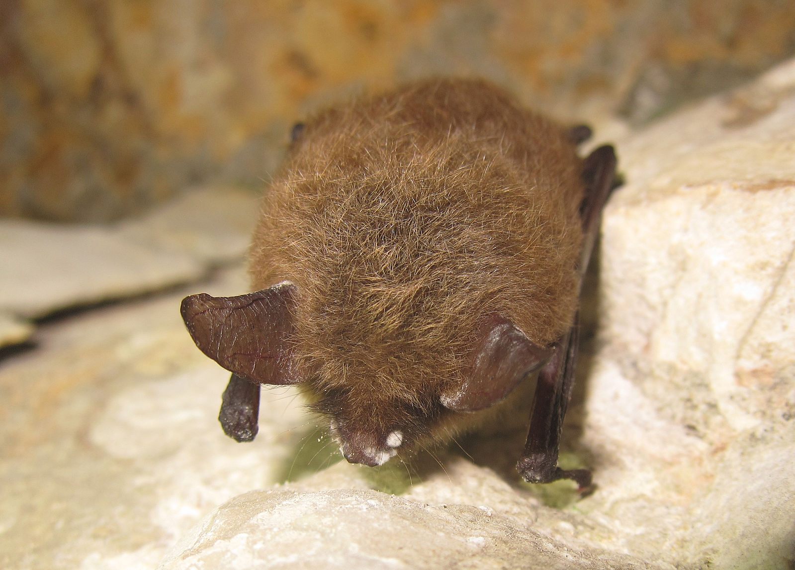 A northern long-eared bat with signs of white nose syndrome.