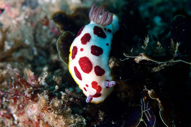 <em>Chromodoris splendida,</em> clowning around.
