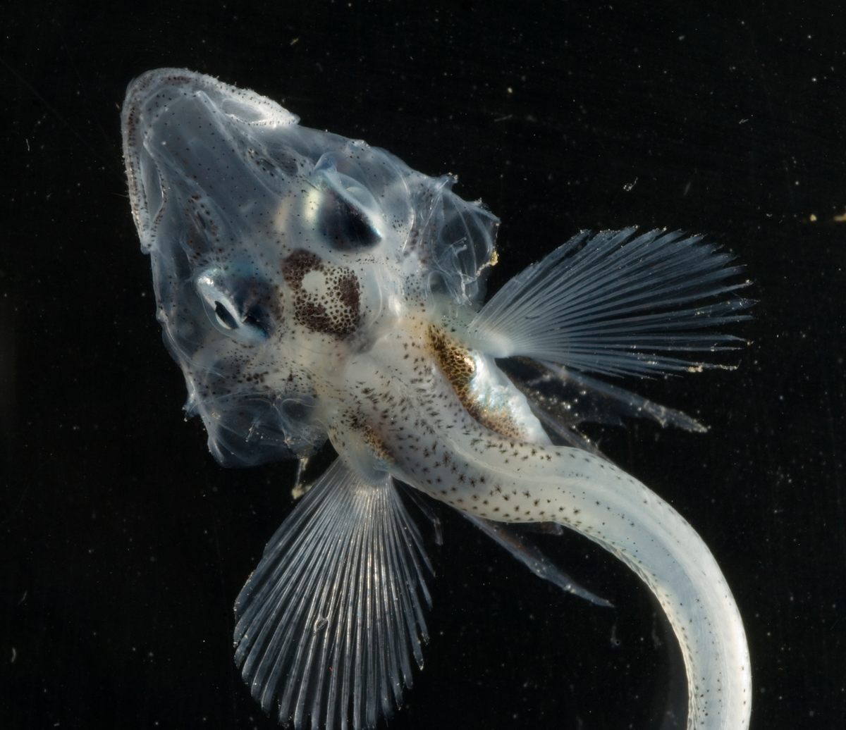 The Evolutionary Quirk That Allows Antarctica's Icefish To Survive Extreme  Cold - Atlas Obscura