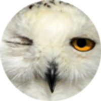 Profile image for owlspook