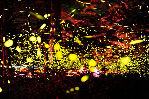 Synchronous Fireflies of the Great Smoky Mountains