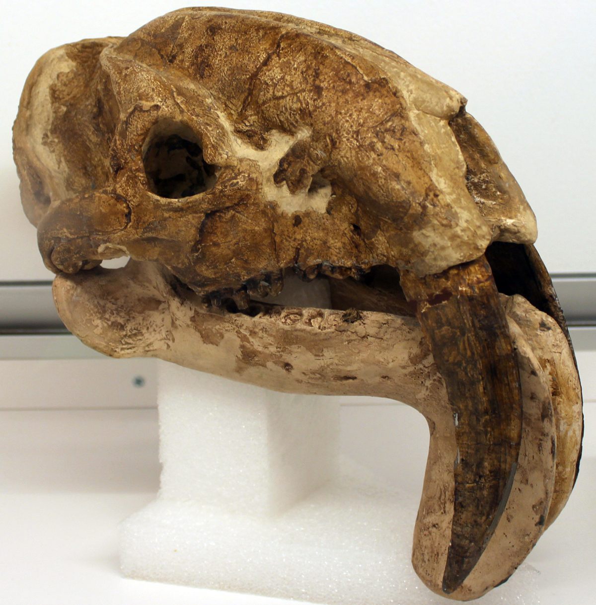 The holotype skull of the species, found in Argentina in the 1930s, now resides at Chicago's Field Museum, alongside others.