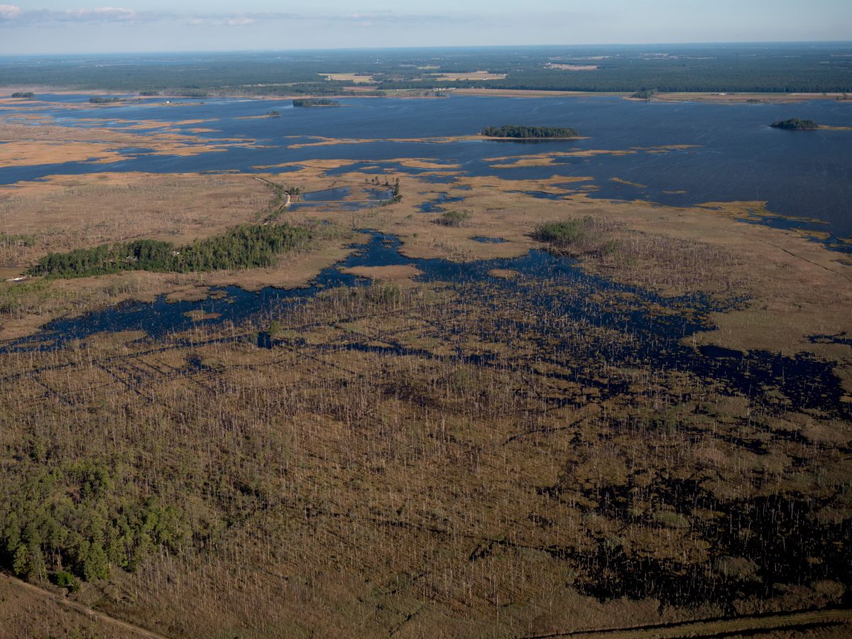 An aerial view of marsh, open water, and dying trees in Blackwater National Wildlife Refuge.