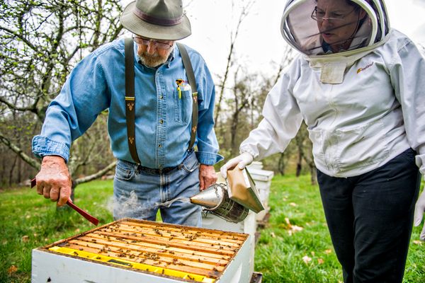 Virginia Webb, right, and her husband, Carl, open up one of their 400 hives. The Webbs are one of the largest producers of honey in the Southeast.