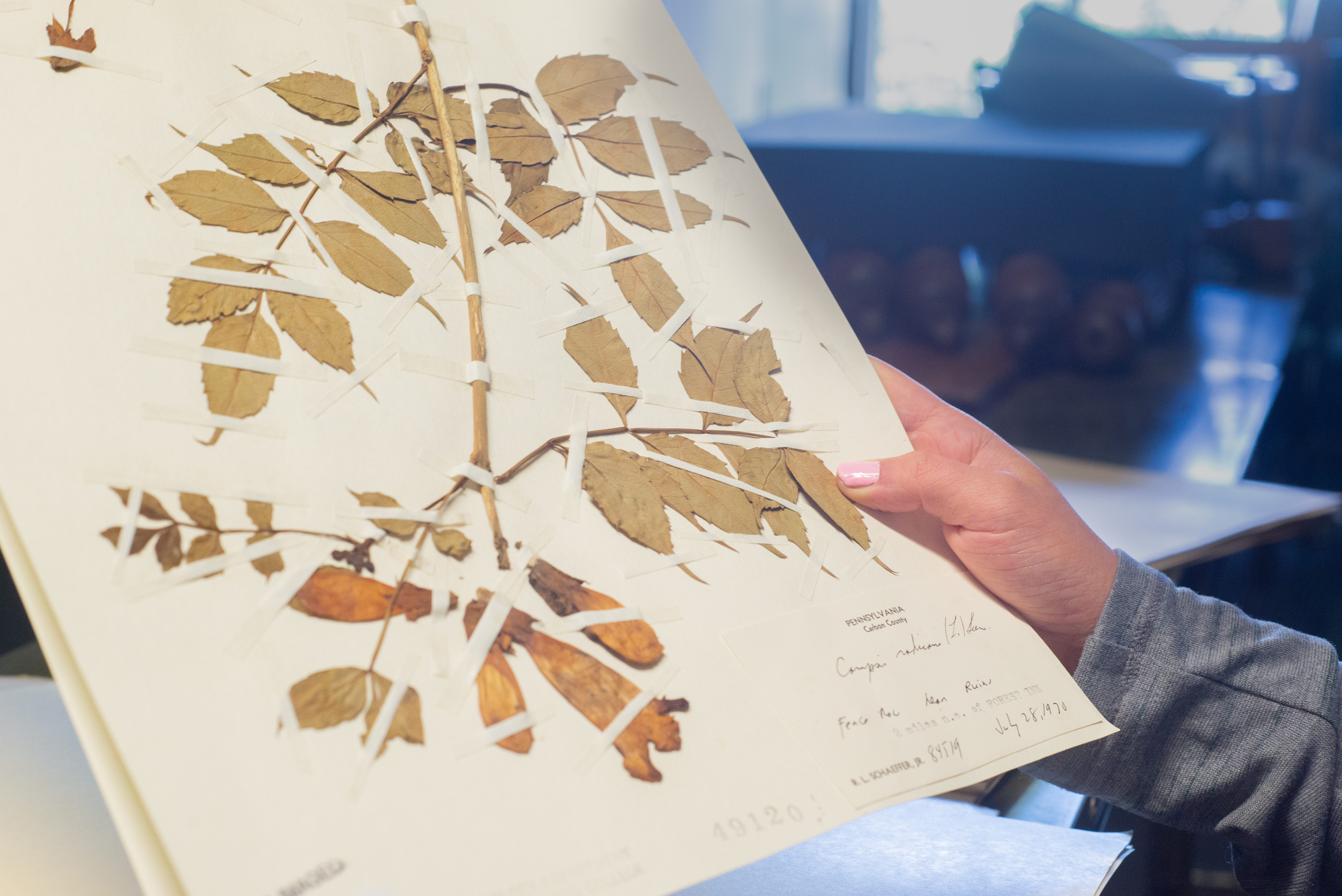 The old pressed plants can help crack contemporary climate and environmental puzzles, if you know where to look.